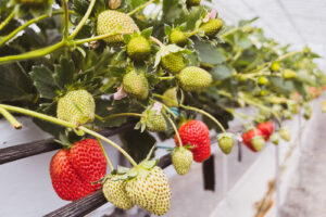 いちご農家ブランディング