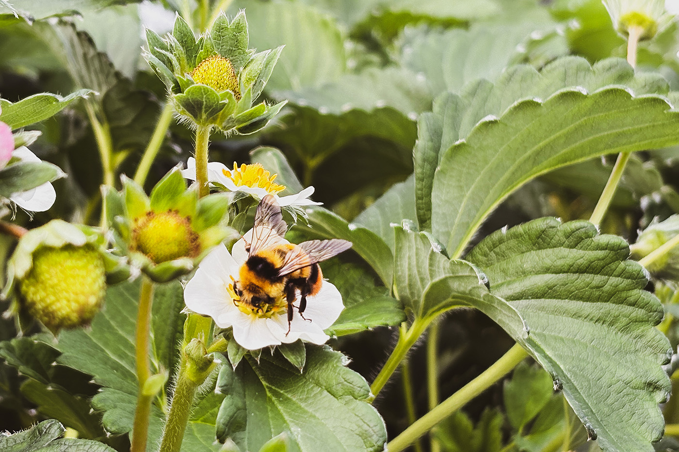 いちご農家ブランディング