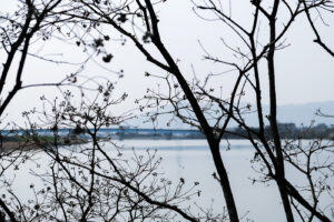 桜のつぼみ