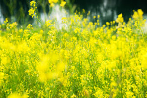 菜の花