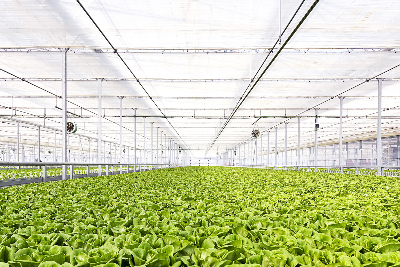 次世代農業ハウスにて撮影