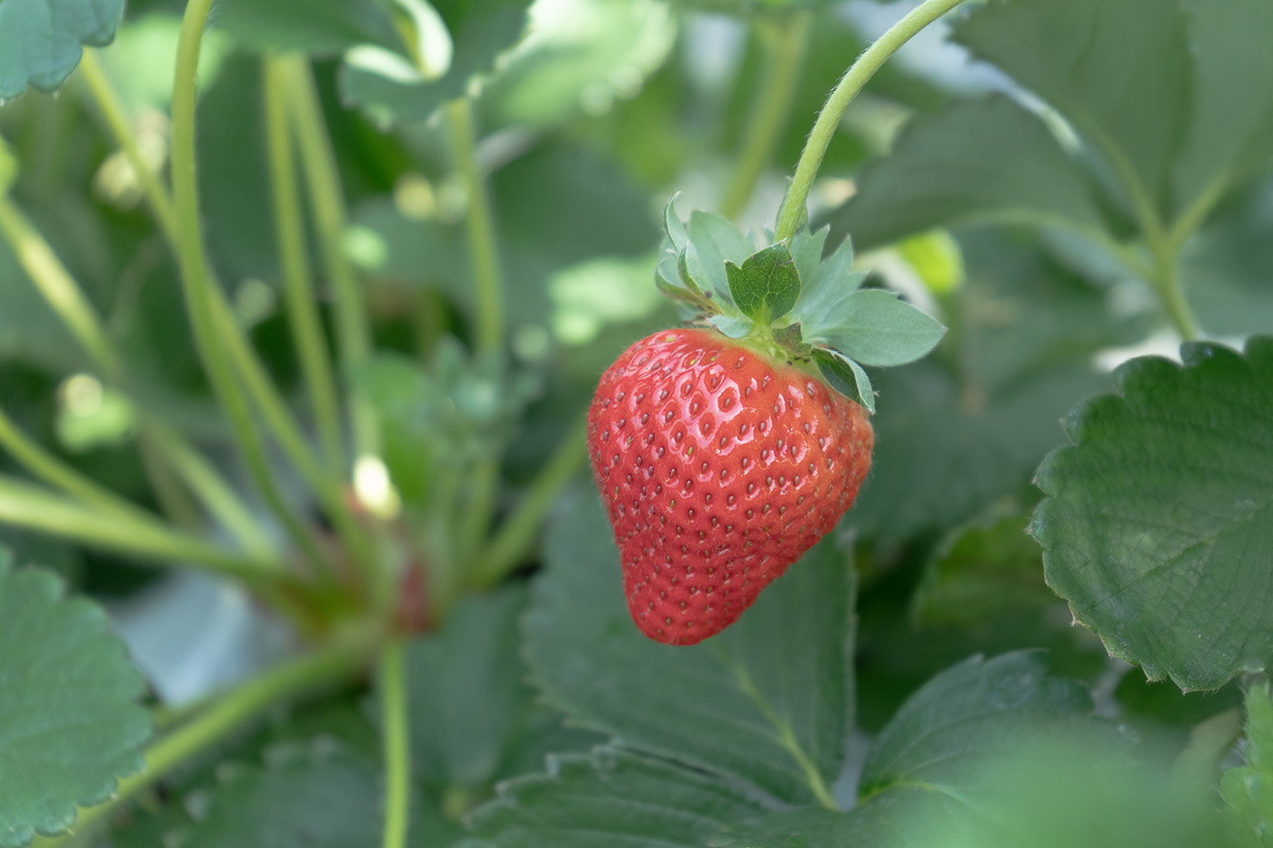 ひらせ農園　ロゴデザイン制作